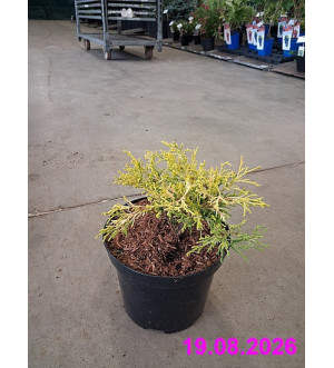 Chamaecyparis pis. 'Filifera Aurea' C 2 L